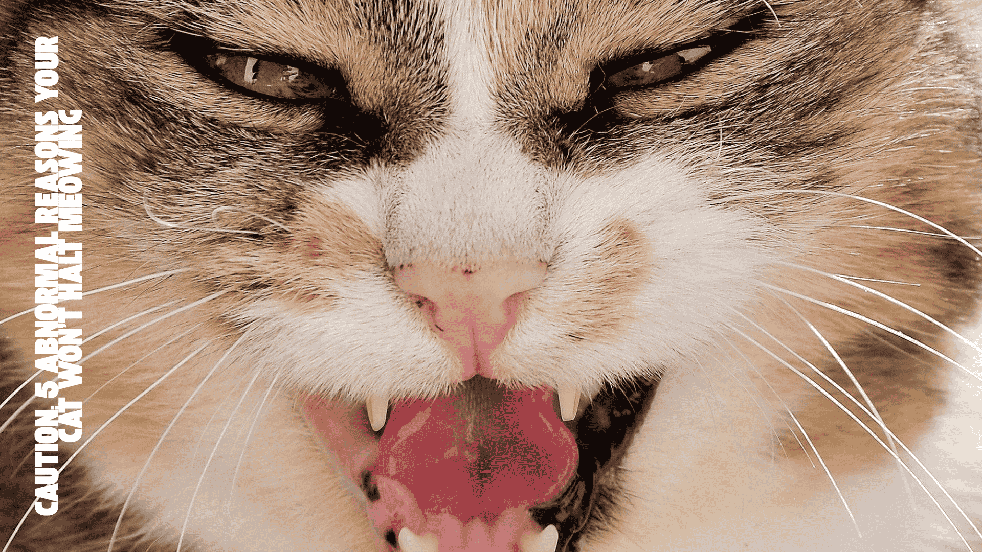 5 Good Reasons Your Cat Won’t Stop Meowing