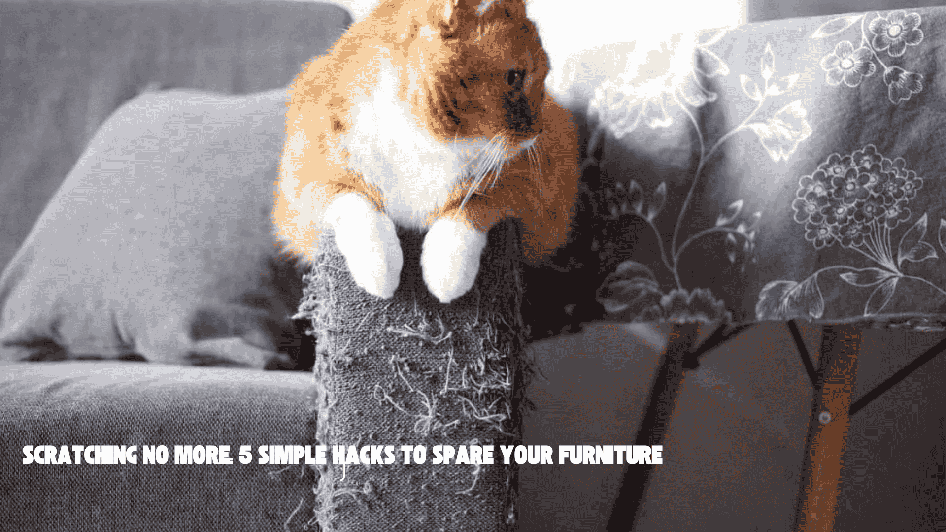 Scratching No More: 5 Simple Hacks to Spare Your Furniture