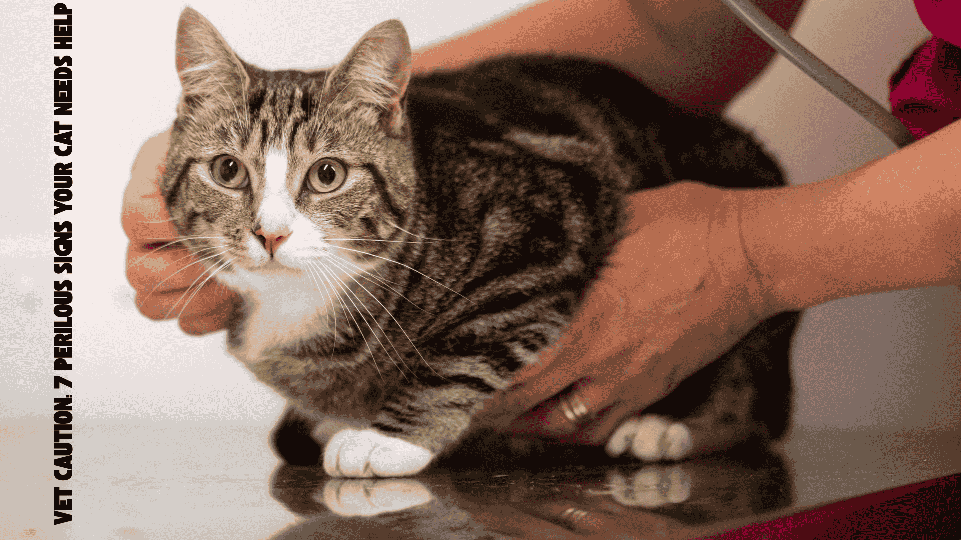 Vet Caution: 7 Perilous Signs Your Cat Needs Help