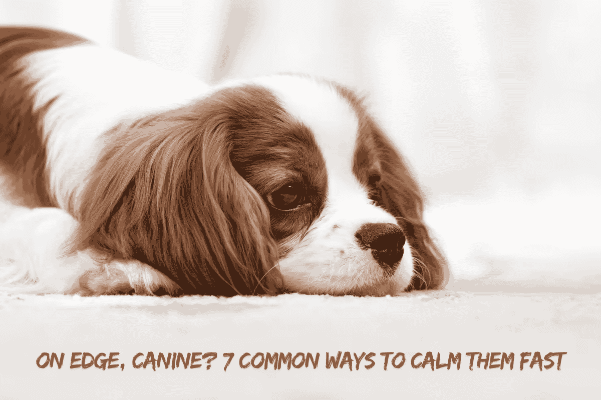 On edge, Canine? 7 Common Ways to Calm Them Fast