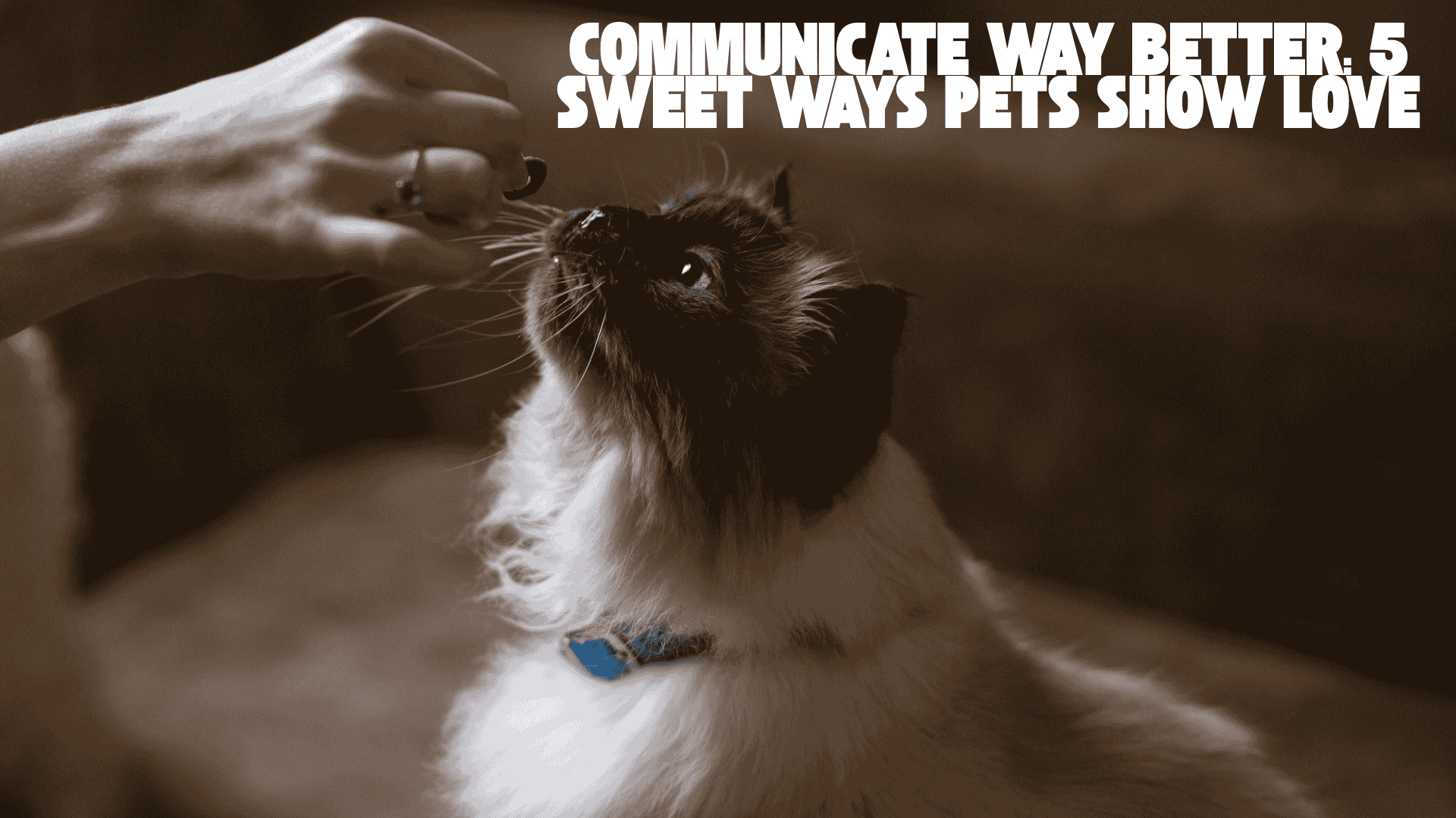 Communicate Way better: 5 Sweet Ways Pets Show Love