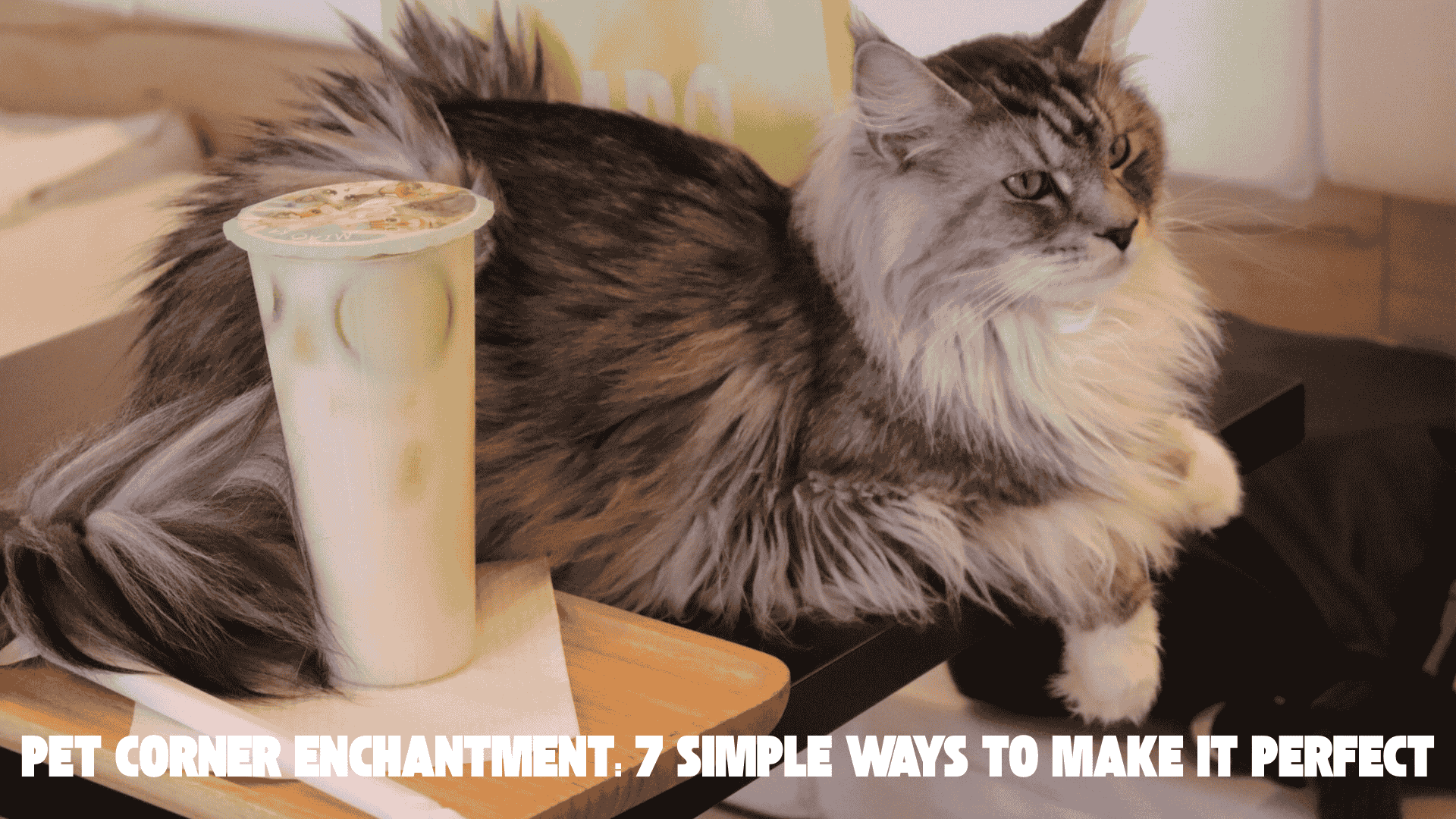 Pet Corner Enchantment: 7 Simple Ways to Make It Perfect