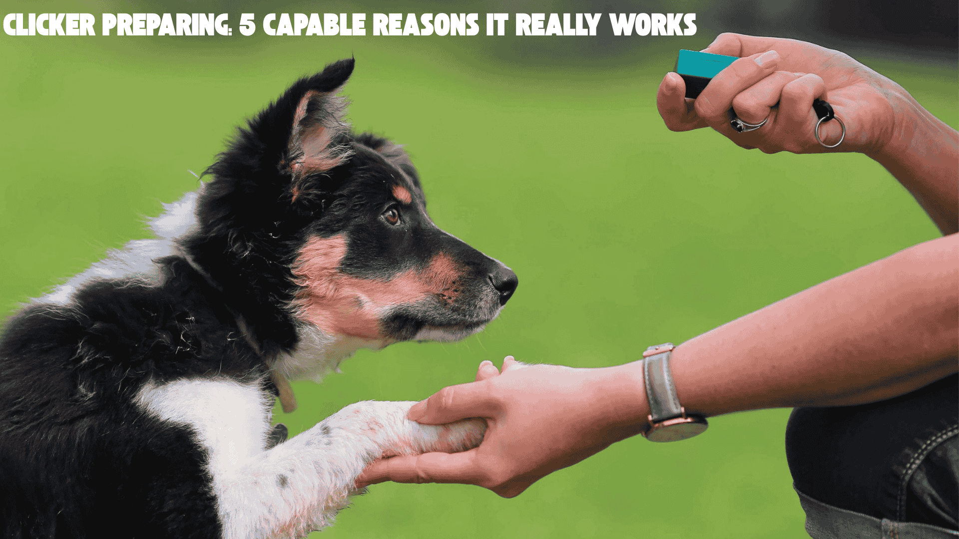 Clicker Preparing: 5 Capable Reasons It Really Works