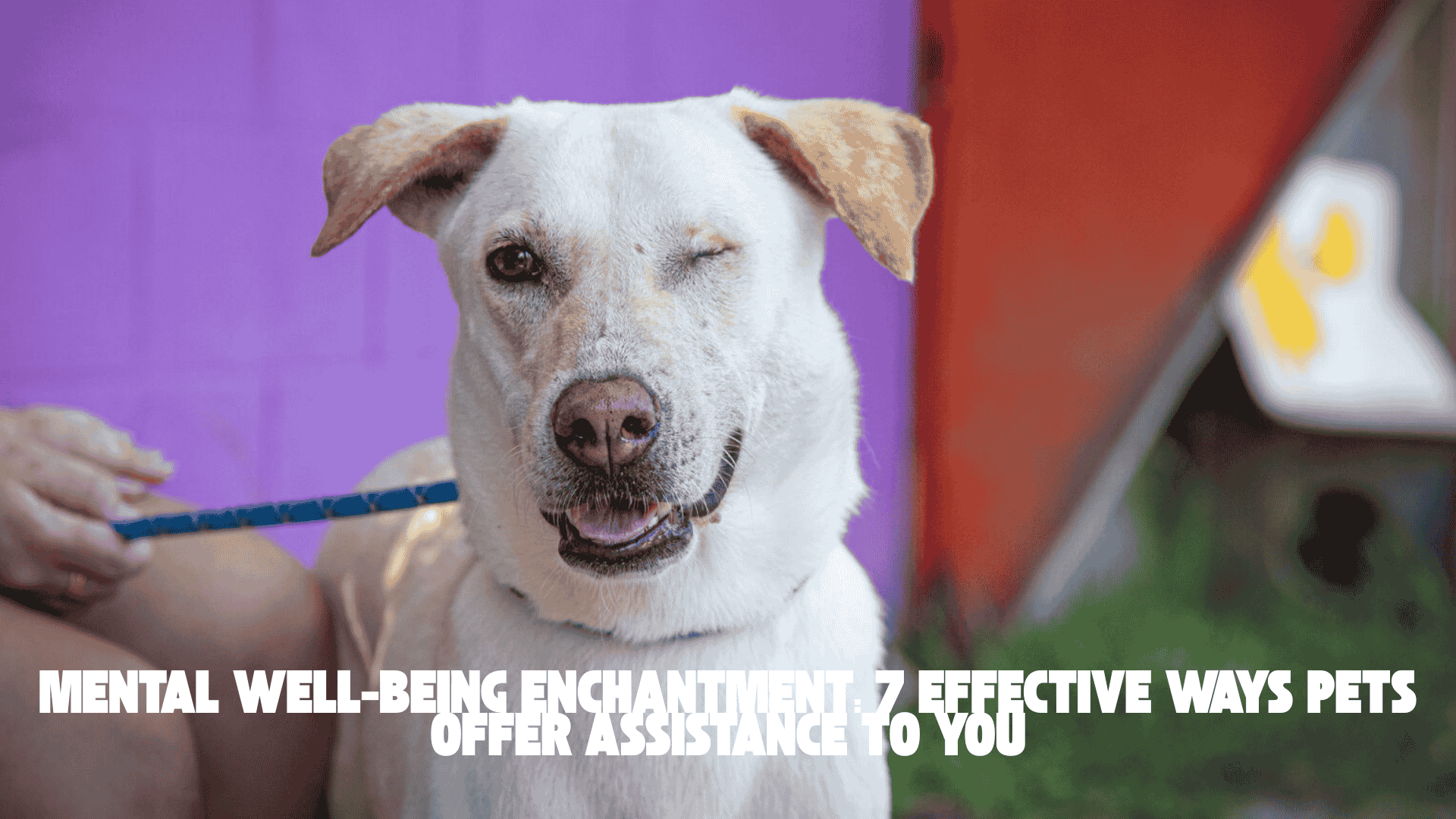 Mental Well-being Enchantment: 7 Effective Ways Pets Offer assistance to You
